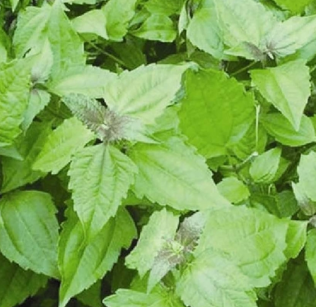 PICTURE OF SIAM WEED